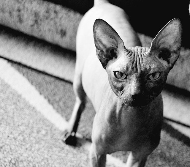 Sphynx pohled zepředu.jpg